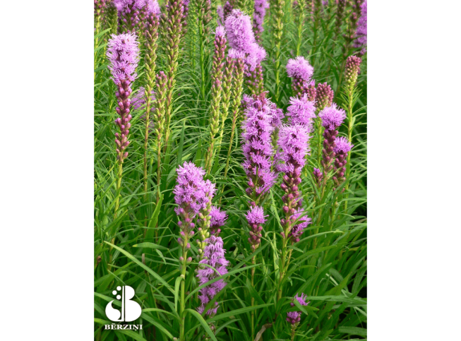 Liatris spicata